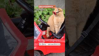 Вітання всім, хто за кермом😺🚗#кітпоетірис #кітблогер #вірші #гумор #водій #настрій #кіт