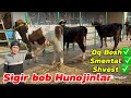 Uzoq kutilgan video Bugun Arzon Sigir boblarida keldi