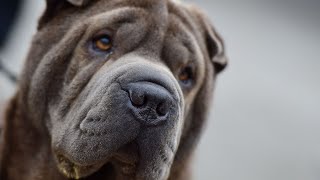 Therapy Dog Training Tips for Chinese SharPei Owners
