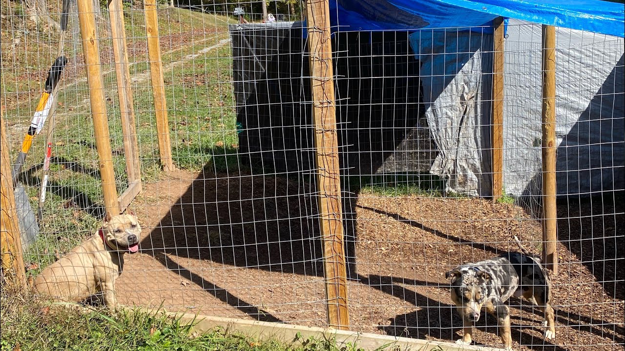 Working 2 jobs , raising 10 dogs I gotta show my studs some love today