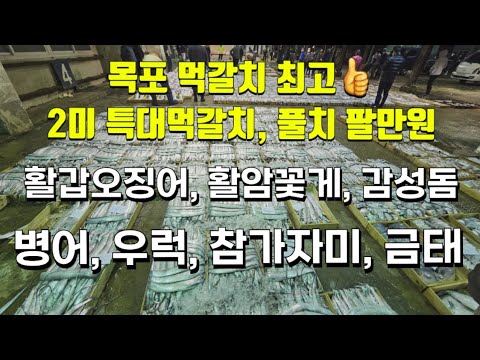 4/20일 목포수협선어위판장, 목포 먹갈치 최고, 2미 특대먹갈치, 풀치, 활갑오징어, 활암꽃게, 감성돔, 웅어, 우럭, 참가자미, 금태 #완도수산