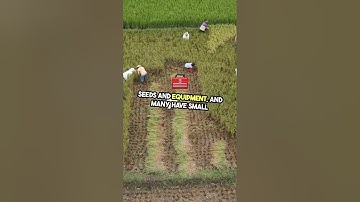 The Irony of Indonesia’s Rice Farmers: Rising Prices, Shrinking Profits