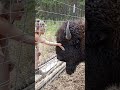 Kota The Bull Bison Loves A Scratchy Bisonranch Kotathebullbison Bisonfarm Kota The Bull Bison Loves A Scratchy Bisonranch Kotathebullbison Bisonfarm