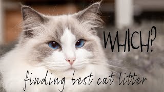 Which cat litter is the best?    ? | Ragdolls Pixie and Bluebell