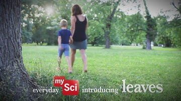 Everyday MySci: Introducing Plant Life | Washington University