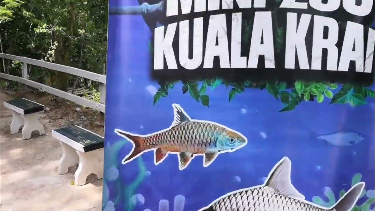 MINI ZOO kuala krai YouTube