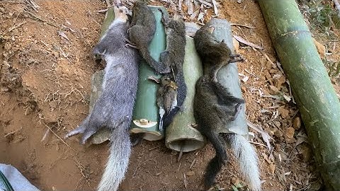 Đi đặt bẫy và thăm bẫy liên kết đào dúi 2 ae trúng đậm |Rừng núi Bắc Kạn