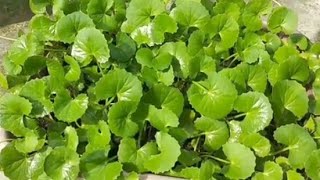 থনকন পতর এই রসপ একবর খলই বরবর বনবন How To Make Thankuni Pata Recipe