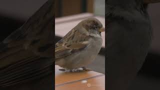 Five Fascinating Facts About Sparrows
