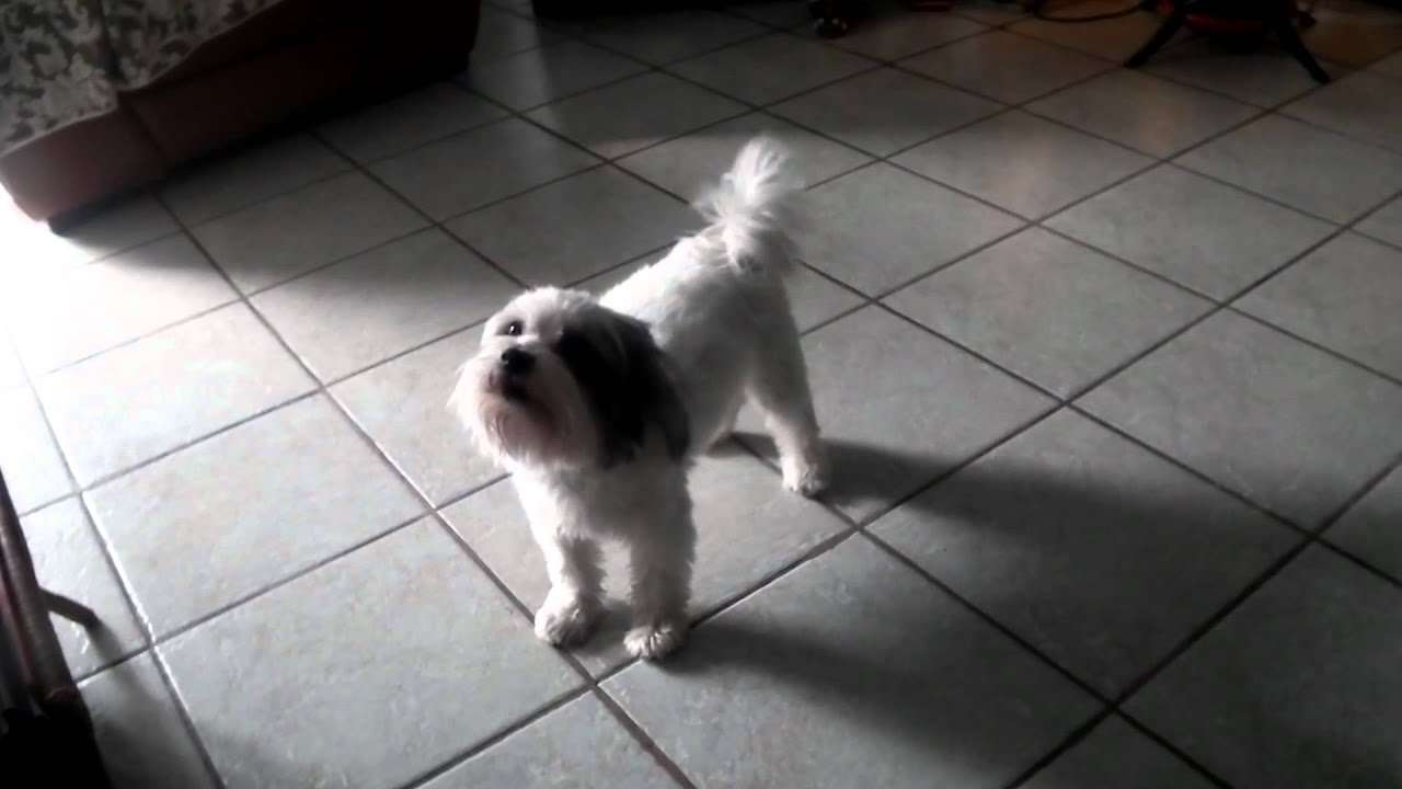 Noise To Make A Dog Stop Barking Noise To Make A Dog Stop Barking