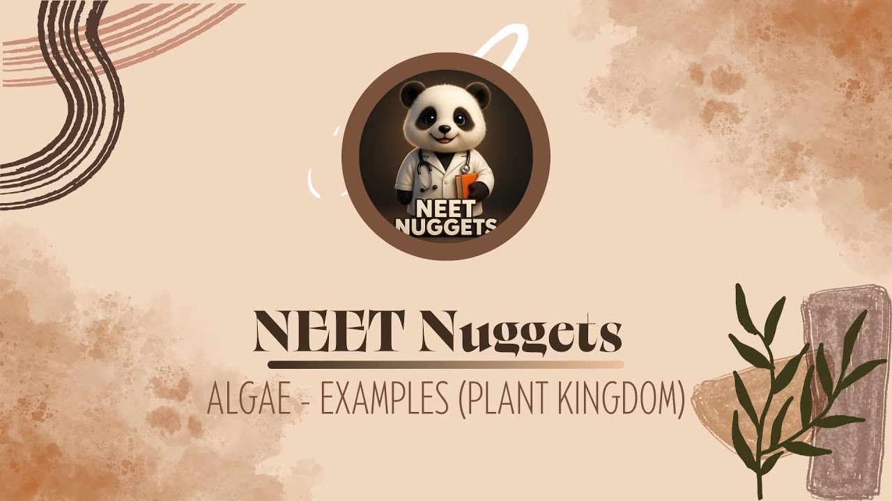 Algae - Examples | Class 11th Biology NCERT | Plant Kingdom | Backlog Smasher Revision | NEET 2026