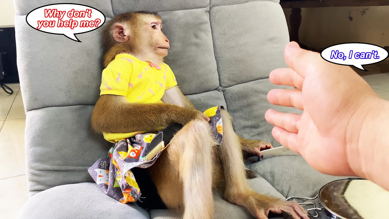 Can't stop laughing! Monkey Lyly sulks at the cameraman for not helping her cut her hair.