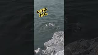 Seal Φώκια fishing ψάρεμα