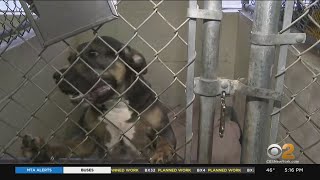 New Jersey Town Turns To Social Media To Find 'Girl Friday' A Forever Home
