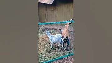 Mocha And Gnomie Goatlife Shorts 