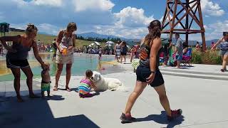 1-Year-Old Colorado Mountain Dog Apollo! Best Big Breed Dog Trainers in Colorado! by Off Leash K9 Training 2,354 views 6 years ago 10 minutes, 17 seconds