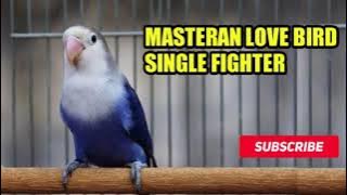 MASTERAN LOVEBIRD FIGHTER | Suara Lovebird Single Fighter | Merangsang lovebird dewasa fighter