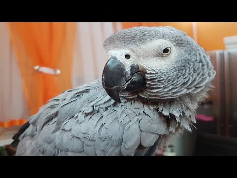 Новый русский попугай не пи*ди на*уй ни**ясе нука тихо попугай гопник