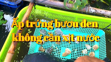 Cách ấp trứng ốc bươu đen mới nhất, không cần xịt nước hàng ngày mà vẫn nở đều.