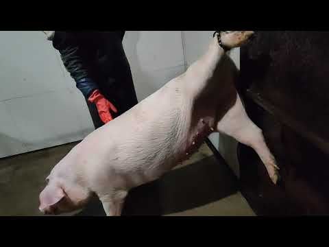 Pig Slaughter - The fate of pigs is not good, they are already dead when they are born