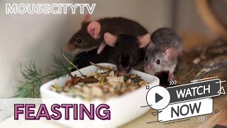 🐭🍽️  Feasting  🍽️ 🐭- MouseCityQuickTV