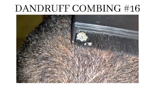 Dandruff combing #16