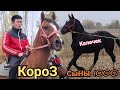 Келечек 😱ӨТӨ КҮЛҮК АТ ЭКЕН 🤙КАРАКАШКА АКТИЛЕКТЕ