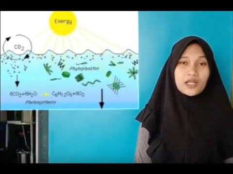 Video: Walet: deskripsi, nutrisi, reproduksi, habitat