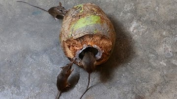 Coconut Mouse Trap,Best homemade mouse traps,Good idea Mouse Trap