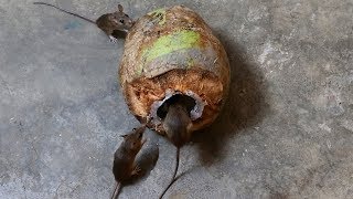 Coconut Mouse Trap,Best homemade mouse traps,Good idea Mouse Trap