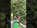 घर की छत पर करदी टामटर की खेती !! #gardening #terracegarden #organicfarming