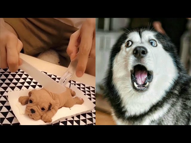 Cachorro e Bolo ⭐As Reações MAIS ENGRAÇADAS⭐ Animais engraçados