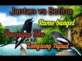 kicau kacer jantan vs betina gacor || cocok untuk pancingan kacer agar berbunyi