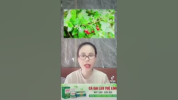 Cà gai leo lựa chọn hàng đầu cho gan
