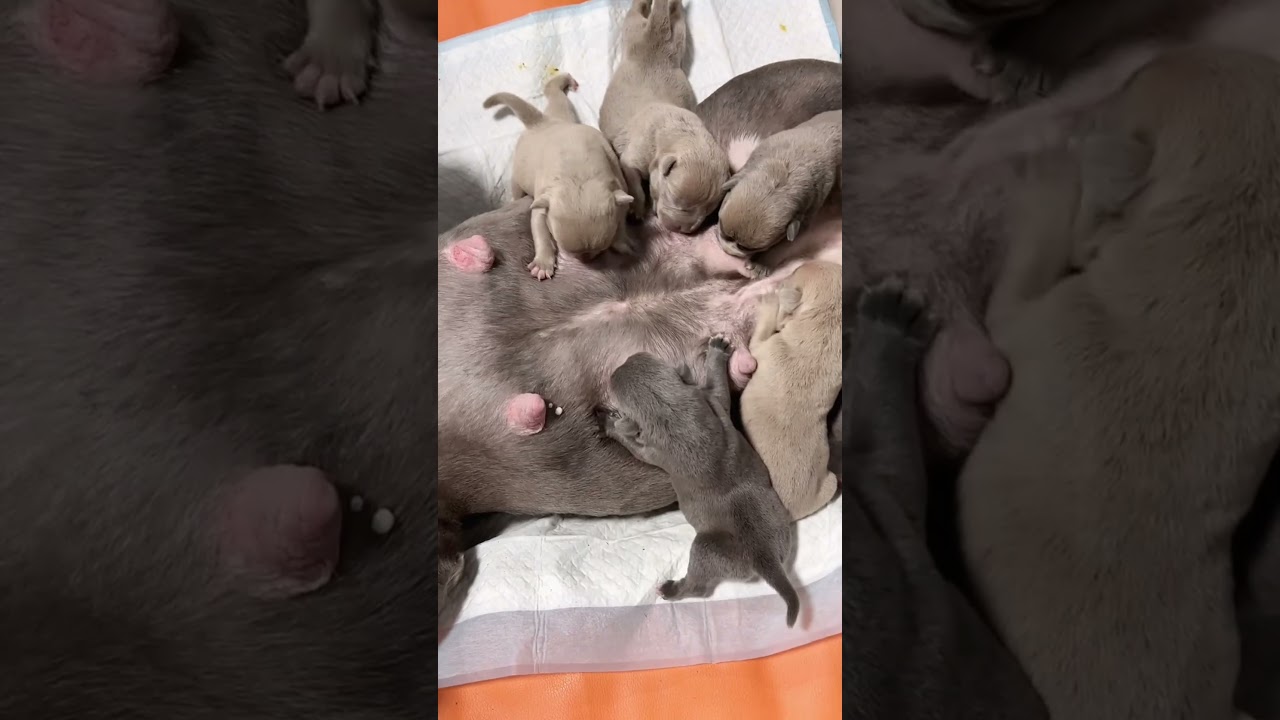 Puppies Drinking Milk From Mom 