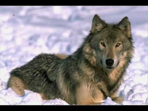 Emancipator - Wolf Drawn