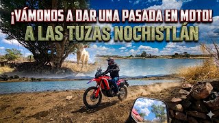 Vámonos de pata de perro a las tuzas Nochistlan zaz