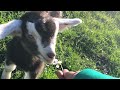 Conjoined twins took care of baby goats