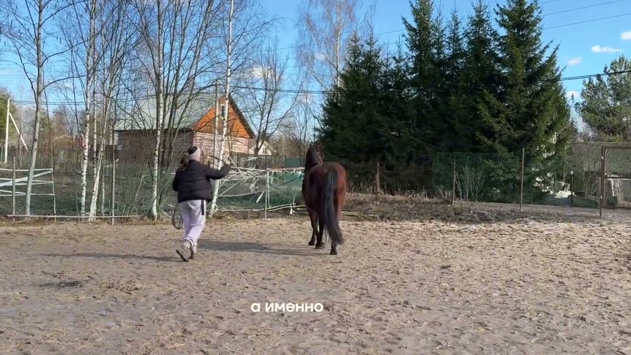 Как научить лошадь двигаться на корде