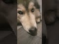 #dogs #husky #dogshorts #dogs
