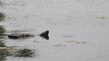 Snapping Turtles Mating- video 1