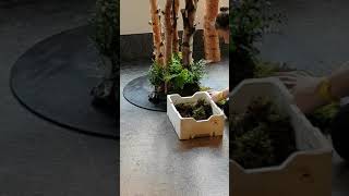 Birch Tree Cluster Plates