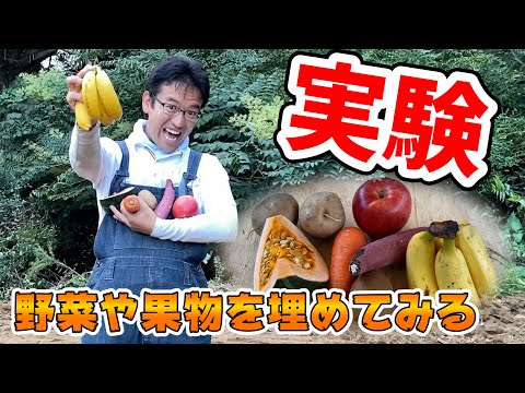 【実験】野菜や果物をそのまま植えたら芽は出るのか？！一か月かけて検証！