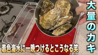 浄化作用のあるカキを着色した海水に一晩置いた結果とんでもない発見しましたwwwww