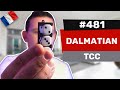 Les avis dalexis 481  dalmatian de tcc