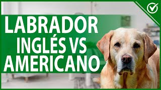 Labrador Inglés VS Labrador Americano  Características y Diferencias