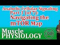 Anabolic Cellular Signaling Lecture 3 (of 7): Navigating the mTOR Map