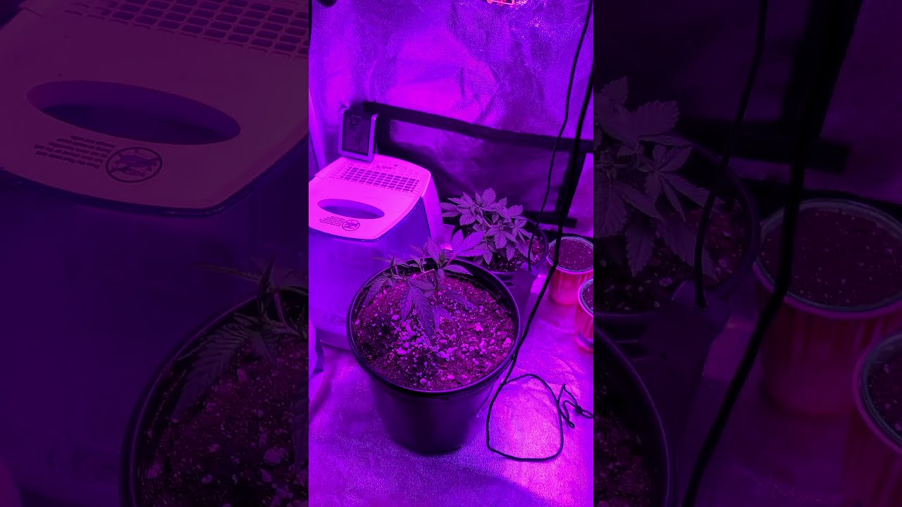 2x2 grow tent week 3 of veg// afghani//dosidos33//gelato.og kush