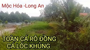 Câu Cá Rô Đồng Mùa Nước Nổi Trúng Bầy Cá Rô Đồng Khủng Thấy Mê / Hốt Luôn Cá Lóc Lớn Vô Mánh Rồi.