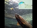 大きなアタリ（フッキング）とかひったくるアタリフッキング）と言うアタックです